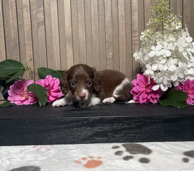 Davin – Miniature Dachshund puppy for sale in Nappanee, IN