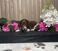 Davin, a male Miniature Dachshund for sale in Nappanee, IN – 1 of 3