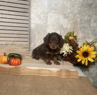 Darius, a male Miniature Dachshund for sale in Nappanee, IN – 2 of 3