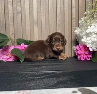 Darwin, a male Miniature Dachshund for sale in Nappanee, IN – 2 of 3