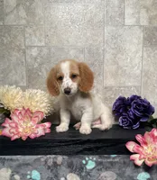 Skipper, a male Miniature Dachshund for sale in Nappanee, IN – 2 of 3