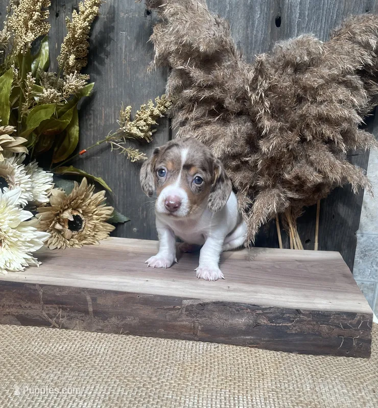 Jabin – Miniature Dachshund puppy for sale in Nappanee, IN