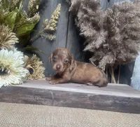 Jade, a female Miniature Dachshund for sale in Nappanee, IN – 2 of 4