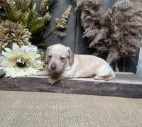 Jessica, a female Miniature Dachshund for sale in Nappanee, IN – 4 of 4