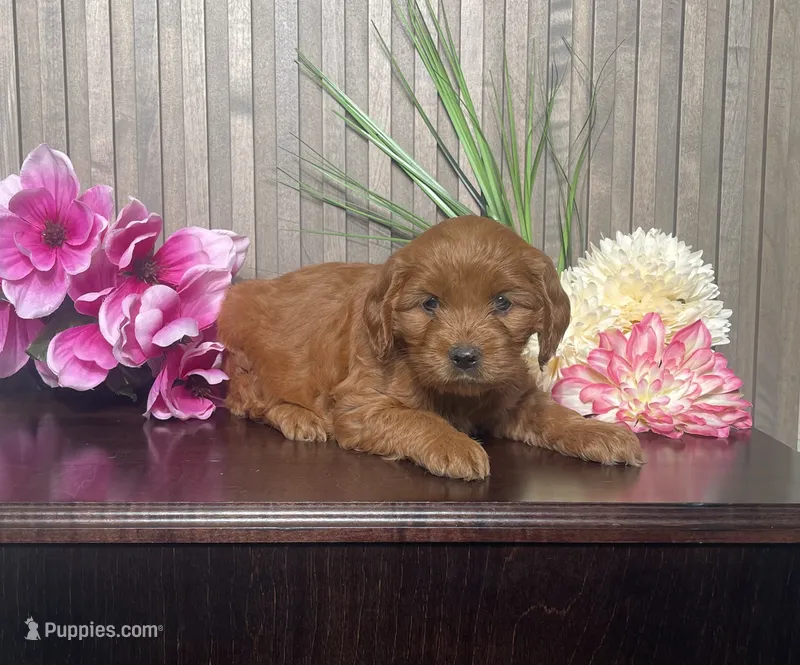 Petunia – Cavapoo puppy for sale in Nappanee, IN