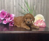 Petunia, a female Cavapoo for sale in Nappanee, IN – 1 of 4