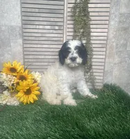 Phyllis, a female Cavapoo for sale in Nappanee, IN – 2 of 3