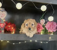Samantha, a female Miniature Goldendoodle for sale in Nappanee, IN – Photo 3 of 3
