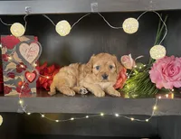 Samantha, a female Miniature Goldendoodle for sale in Nappanee, IN – Photo 1 of 3