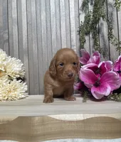 Stacey, a female Miniature Dachshund for sale in Nappanee, IN – 1 of 3