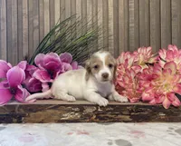 Amanda, a female Miniature Dachshund for sale in Nappanee, IN – Photo 3 of 3