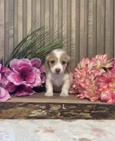 Amanda, a female Miniature Dachshund for sale in Nappanee, IN – Photo 1 of 3