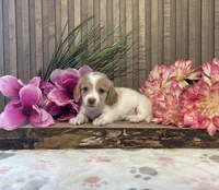 Amanda, a female Miniature Dachshund for sale in Nappanee, IN – Photo 2 of 3