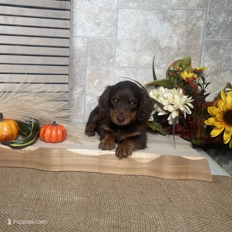 Darius – Miniature Dachshund puppy for sale in Nappanee, IN