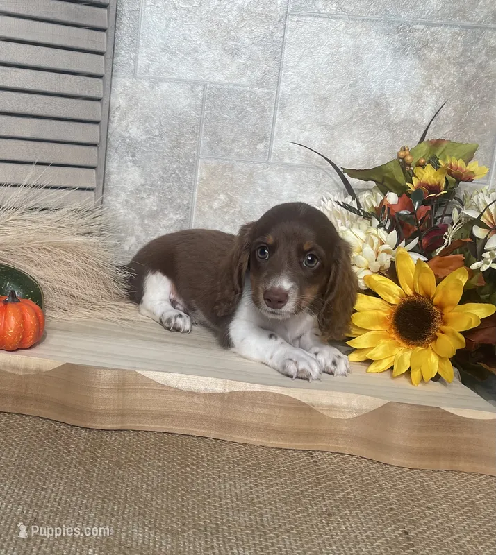 Davin – Miniature Dachshund puppy for sale in Nappanee, IN