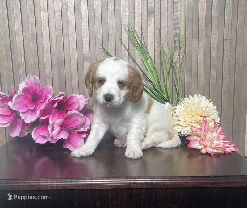 Patrick – Cavapoo puppy for sale in Nappanee, IN