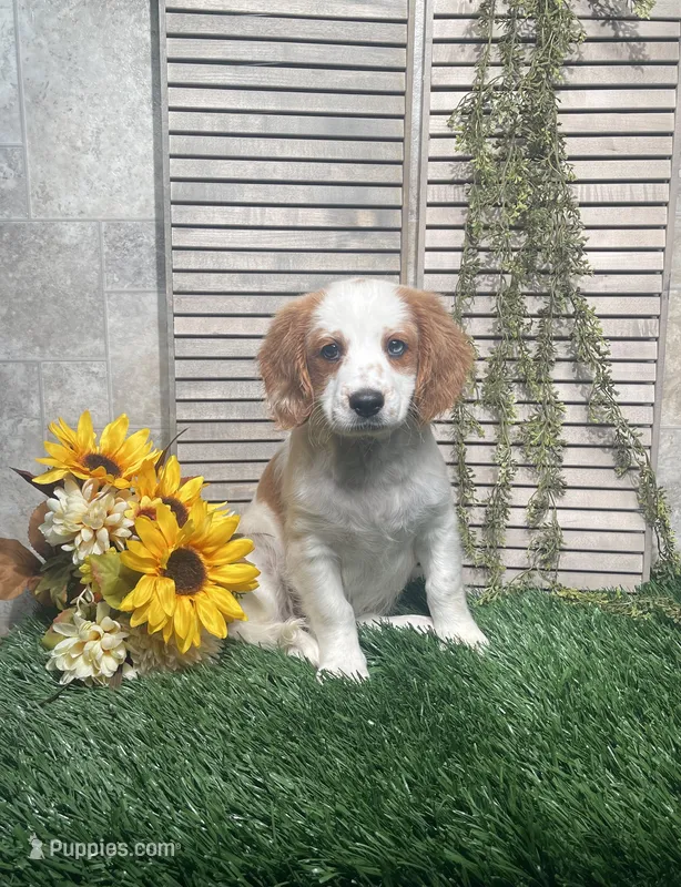 Patrick – Cavapoo puppy for sale in Nappanee, IN