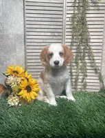 Patrick, a male Cavapoo for sale in Nappanee, IN – 1 of 4