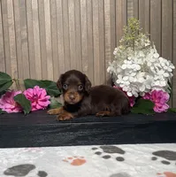 Darius, a male Miniature Dachshund for sale in Nappanee, IN – 2 of 3