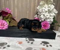 Breanne, a female Cavalier King Charles Spaniel for sale in Nappanee, IN – 3 of 3