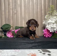 Darius, a male Miniature Dachshund for sale in Nappanee, IN – 3 of 3