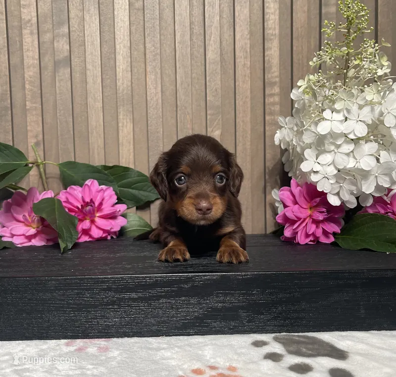 Darius – Miniature Dachshund puppy for sale in Nappanee, IN