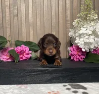 Darius, a male Miniature Dachshund for sale in Nappanee, IN – 1 of 3