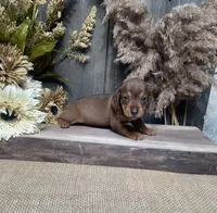 Jaime, a female Miniature Dachshund for sale in Nappanee, IN – 3 of 3