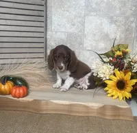 Davin, a male Miniature Dachshund for sale in Nappanee, IN – 2 of 3
