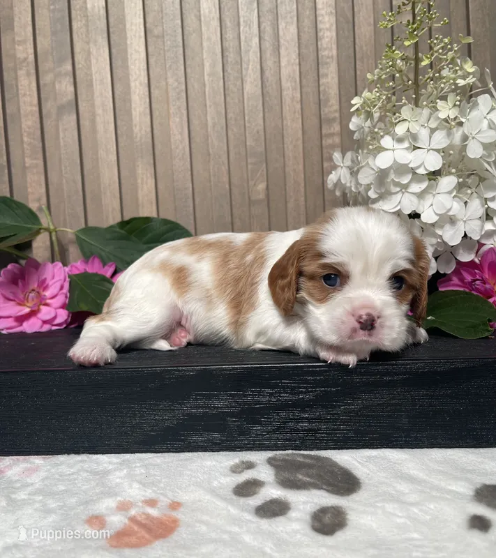 Blossom – Cavalier King Charles Spaniel puppy for sale in Nappanee, IN
