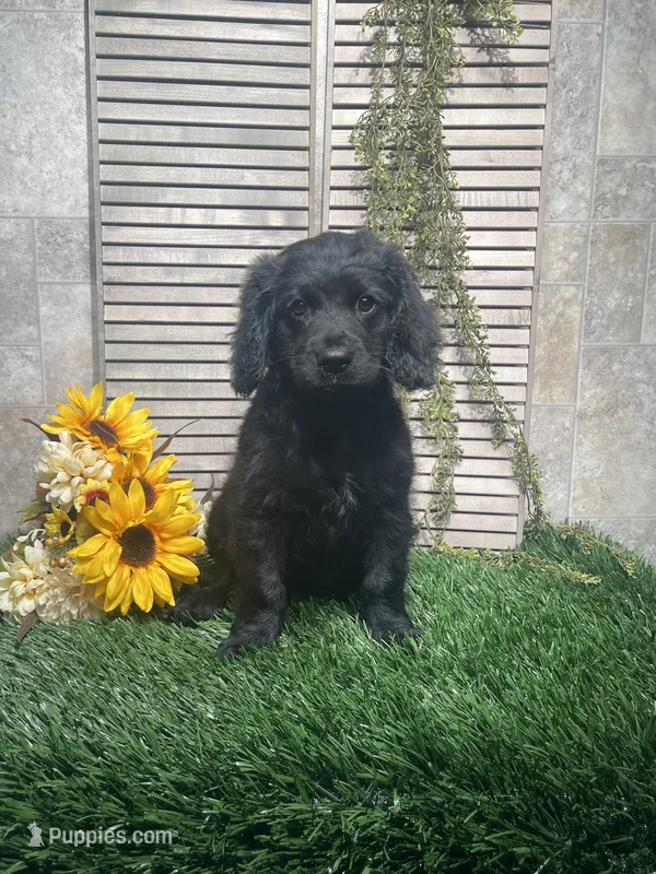 Pharaoh – Cavapoo puppy for sale in Nappanee, IN