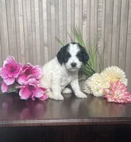 Phyllis, a female Cavapoo for sale in Nappanee, IN – 3 of 3