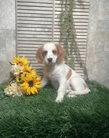 Patrick, a male Cavapoo for sale in Nappanee, IN – 3 of 4