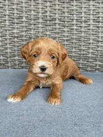 Toy/Micro Female Goldendoodle, a female Miniature Goldendoodle for sale in Houston, TX – Photo 2 of 2