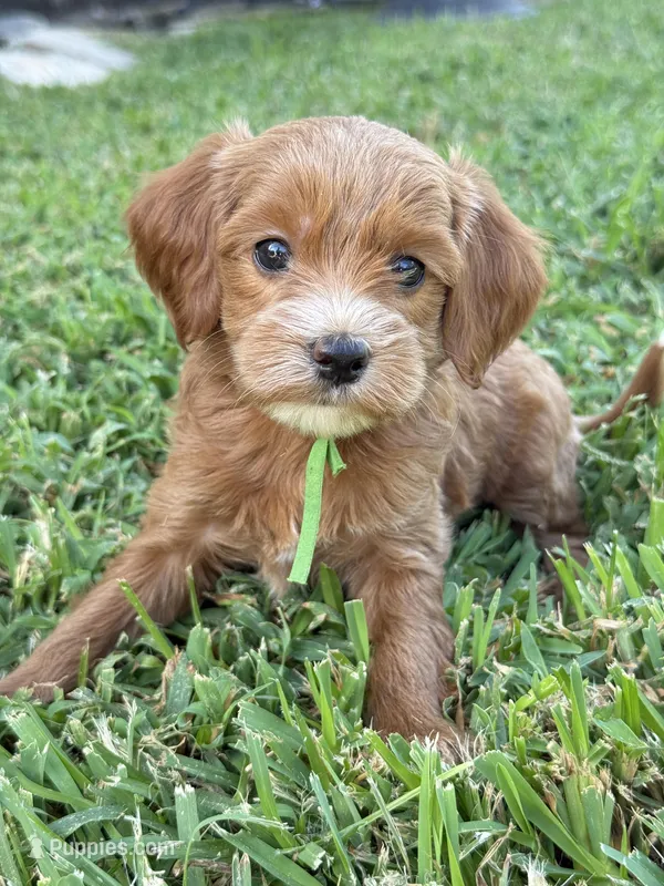 Toy/Micro Female Goldendoodle