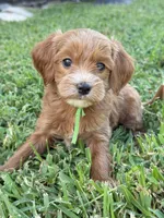 Toy/Micro Female Goldendoodle, a female Miniature Goldendoodle for sale in Houston, TX – Photo 1 of 2