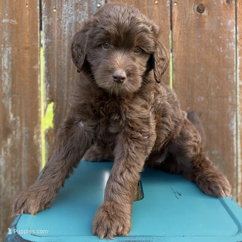 Patsy - CHOCOLATE Medium GOLDENDOOLDE – Goldendoodle puppy for sale in Houston, TX