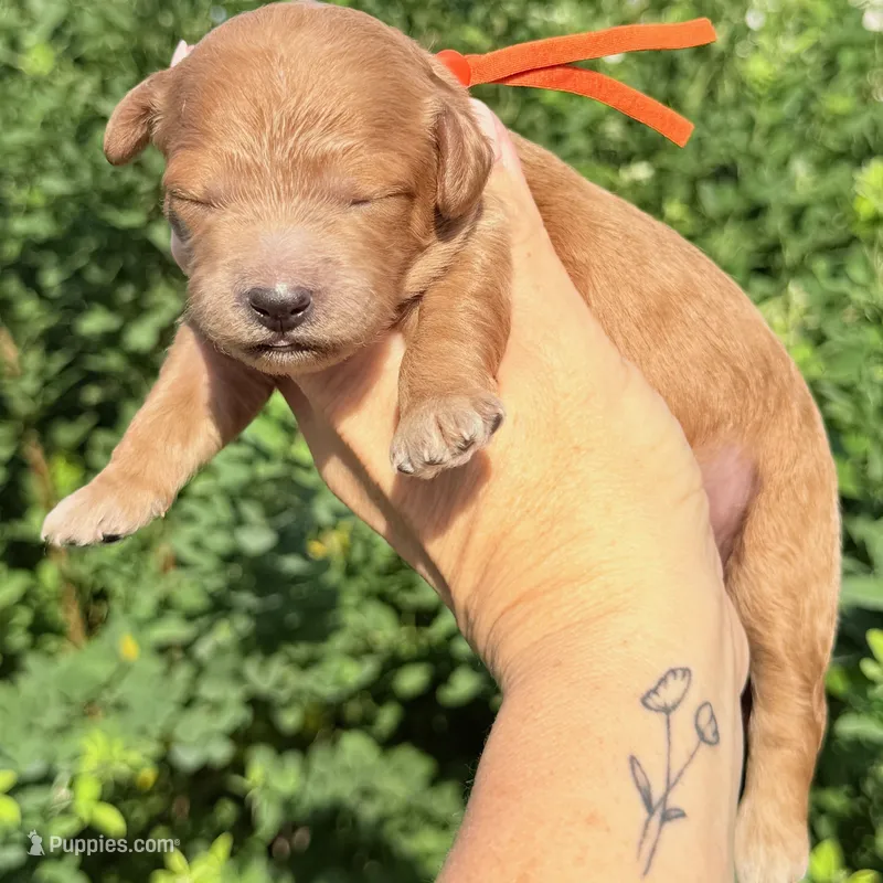 MINI CAVAPOO F1B HOUSTON – Cavapoo puppy for sale in Kingwood, TX