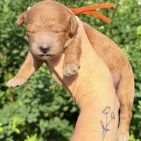 MINI CAVAPOO F1B HOUSTON, a male Cavapoo for sale in Kingwood, TX – 1 of 1