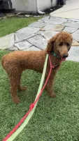 AKC Red Standard Poodle, a female Poodle - Standard  for sale in Houston, TX – 2 of 3