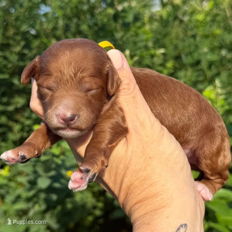 HOUSTON RED Petite Goldendoodle – Miniature Goldendoodle puppy for sale in Kingwood, TX