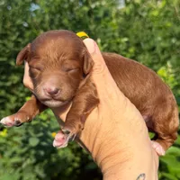 HOUSTON RED Petite Goldendoodle, a female Miniature Goldendoodle for sale in Kingwood, TX – 1 of 1