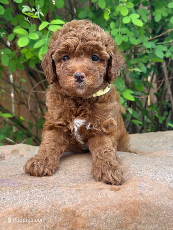 Pikachu - PETITE RED GOLDENDOODLE – Miniature Goldendoodle puppy for sale in Houston, TX