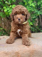 Pikachu - PETITE RED GOLDENDOODLE, a male Miniature Goldendoodle for sale in Houston, TX – 1 of 1