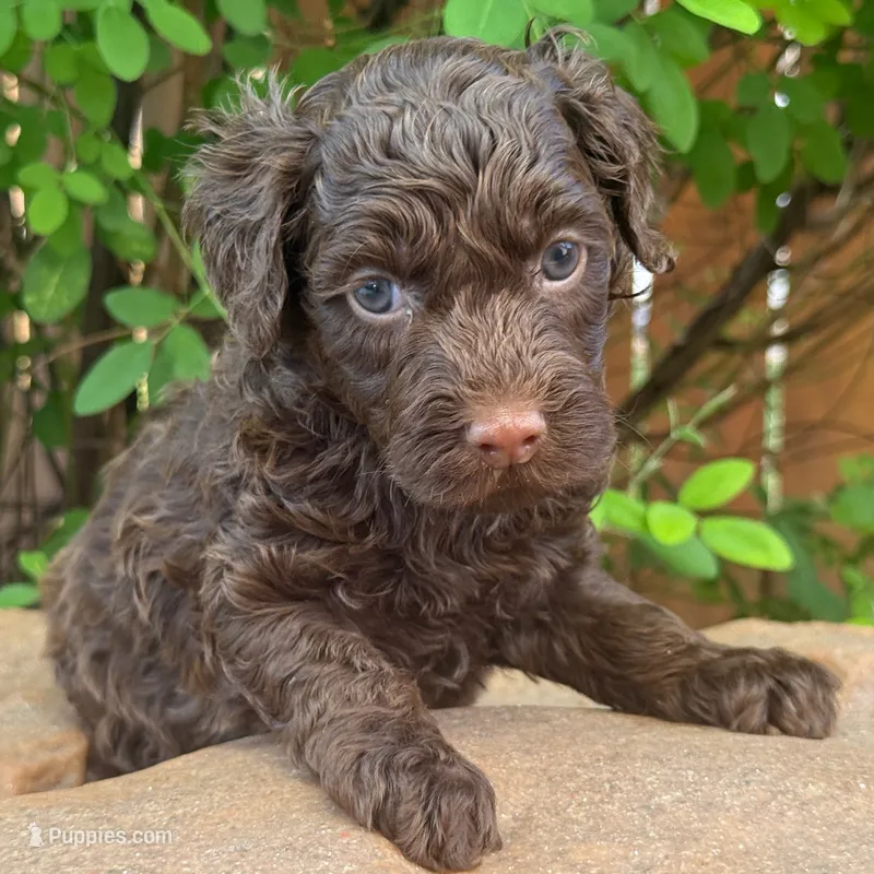 Chocolate Mini/Petite Goldendoodle – Miniature Goldendoodle puppy for sale in Houston, TX