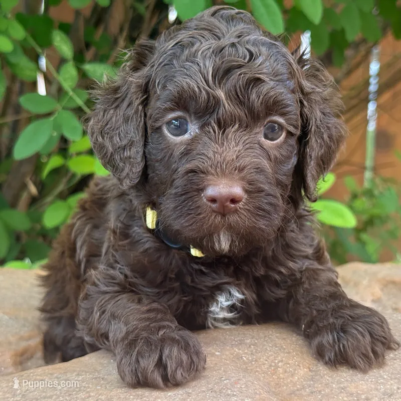 CHOCOLATE PETITE GOLDENDOODLE – Miniature Goldendoodle puppy for sale in Houston, TX