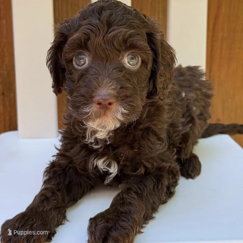 BROWN MINI GOLDENDOODLE – Miniature Goldendoodle puppy for sale in Houston, TX
