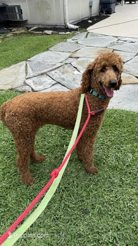 AKC Red Standard Poodle – Poodle - Standard  puppy for sale in Houston, TX