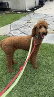 AKC Red Standard Poodle, a female Poodle - Standard  for sale in Houston, TX – 1 of 3