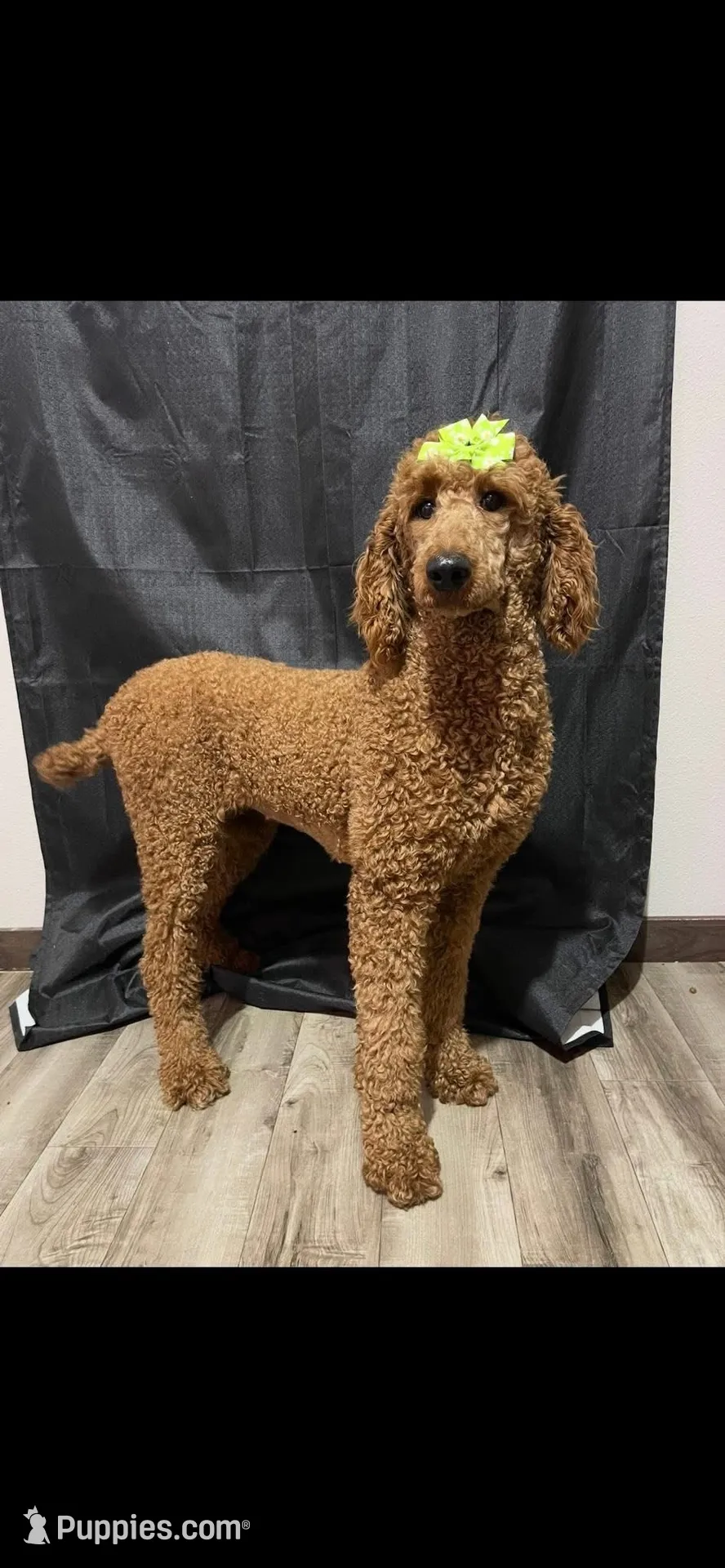 AKC Red Standard Poodle – Poodle - Standard Puppy for Sale
